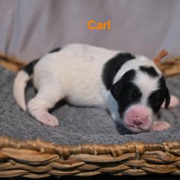 Carl - Black and white male Bernedoodle puppy in Summerville, South Carolina from Channys Doodles