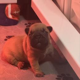 Girl 1 - Fawn female French Bulldog puppy in Girard, Kansas from Frenchie Kingdom