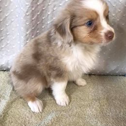 Dachshund and Miniature Australian Shepherd Puppies from Maverick Kennels