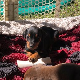 Doberman Pinscher Puppies from Thunder Mtn Kennels