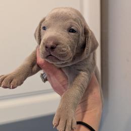 Silver boy 1 - Silver gray male Weimaraner puppy in Rancho Cucamonga, California from Freehart's Weimaraners