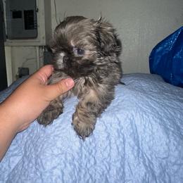 Nebula - Blue female Shih Tzu puppy in Madera Acres, California from California Shih Tzu’s