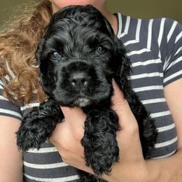 AKC Parsley - not available - Black male Cocker Spaniel puppy in Cincinnati, Ohio from Abundance of Joy LLC Cocker Spaniels