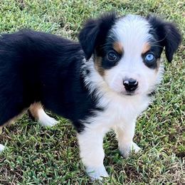 Miniature Australian Shepherds and Toy Australian Shepherds from Tonia Johnson's Toy and Miniature Australian Shepherds