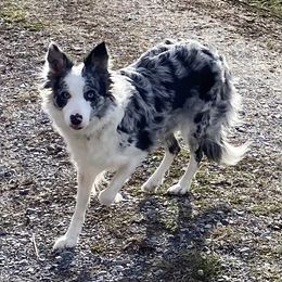 Vex - Border Collie
