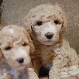 Goldendoodle Puppies from Ninnie's Doodles