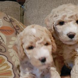 Goldendoodle Puppies from Ninnie's Doodles