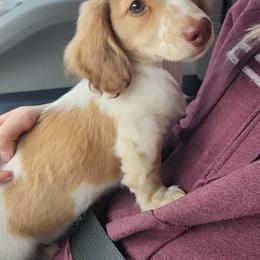 Dachshund Puppies from Buckwild Doxies