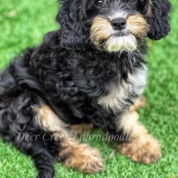 Australian Labradoodle, Cavapoo, and Goldendoodle Puppies from Deer Creek Labradoodles
