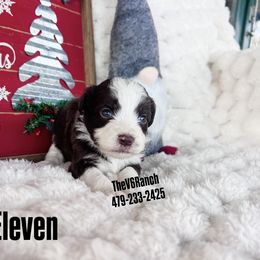 Eleven - Brown and white female Aussiedoodle puppy in Sulphur Bluff, Texas from V6 Ranch Dogs