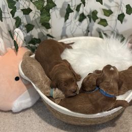 Goldendoodle Puppies from Wesley Doodles