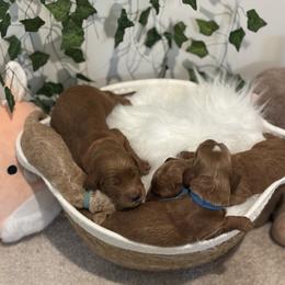 Goldendoodle Puppies from Wesley Doodles