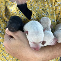 Scottish Terrier and Toy Australian Shepherd Puppies from Pecan Creek