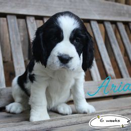 Watermelon - Black and white female English Springer Spaniel puppy in Canyonville, Oregon from Enos Ranch Springer Spaniels