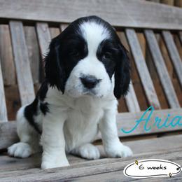 Watermelon - Black and white female English Springer Spaniel puppy in Canyonville, Oregon from Enos Ranch Springer Spaniels