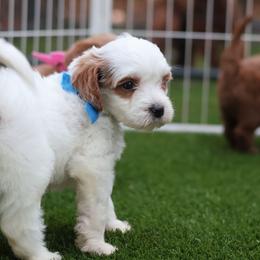 Remington - Baby blue collar boy - Parti male Goldendoodle puppy in Ruthorfordton, North Carolina from Duncan Doodles Goldendoodles