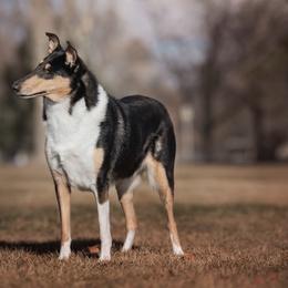 Scribble - Collie