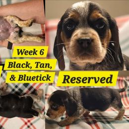 Nala-Yellow-Female - Black tan and bluetick female Beagle puppy in Bemidji, Minnesota from Nse Farms Beagles