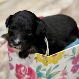 Grey collar toy - Black tri-color male Aussiedoodle puppy in 32046, Florida from River Hill Ranch