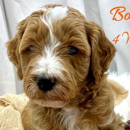 Orange Boy - Red  male Goldendoodle puppy in Travelers Rest, South Carolina from Bailey Mountain Doodles
