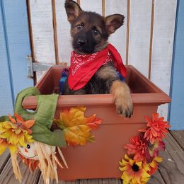 German Shepherd Puppies from Titanium Strong German Shepherds