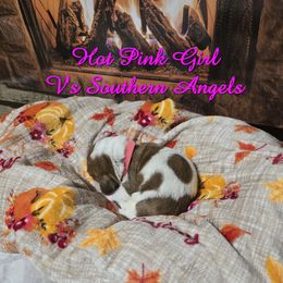 HOT PINK GIRL - Mahogany and white female Basset Hound puppy in Snow Camp, North Carolina from V's Southern Angels