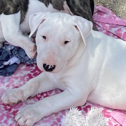 Boy 1 - White Bull Terrier puppy in Grass Valley, California from Second to None Bull Terriers