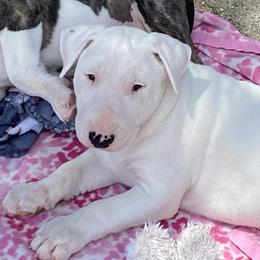 Boy 1 - White Bull Terrier puppy in Grass Valley, California from Second to None Bull Terriers