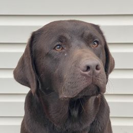 Chip - Labrador Retriever