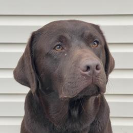 Chip - Labrador Retriever