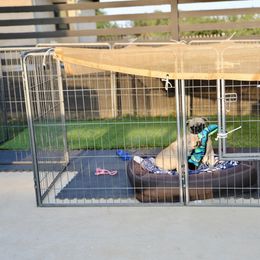 French Bulldog Puppies from Camp Fine Frenchies