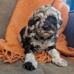 Skipper - Merle male Labradoodle puppy in Somerset, California from Annie’s Animals