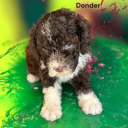 Donder - Lagotto Romagnolo puppy from Premier Truffles