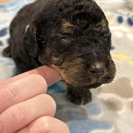 Goldendoodle and Poodle Puppies from Southern Stroll Poodles & Doodles