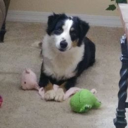 Ultra - Miniature American Shepherd