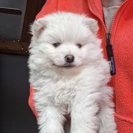 White Fluff 1 - White male Pomsky puppy in Fairbanks, Alaska from Arctic Kennels (Pomskies, Akitas & Shibas)