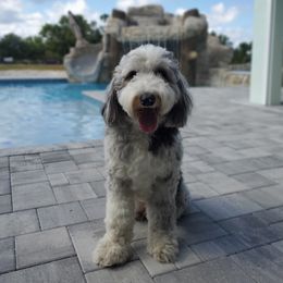 Mac - Aussiedoodle