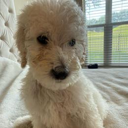 Mr. Cloud - Cream male Poodle puppy in Midlothian, Texas from Pristine Puppies & Signature Studs