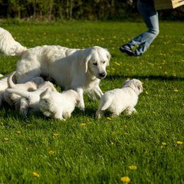 Golden Retriever Puppies from Brooklin Canine