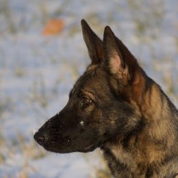 German Shepherds from Treuer Hund Working Dogs