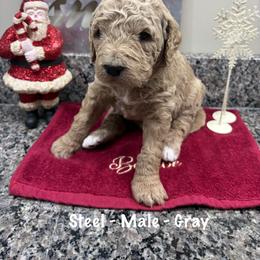 Steel - Apricot male Goldendoodle puppy in Annville, Pennsylvania from Bellegrove Goldendoodles