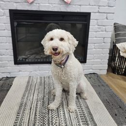 Nova - Labradoodle