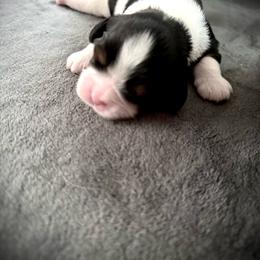 Spot - Tri-color male Cavalier King Charles Spaniel puppy in North Carolina from Cavaliers of Ranchwood Acres