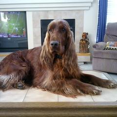 Irish Setter All Grown Up from Keliaire Irish Setters