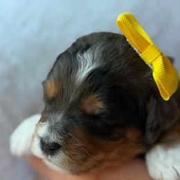 Goldie - Merle female Bernedoodle puppy in Statesville, North Carolina from Loves legacy Doodles