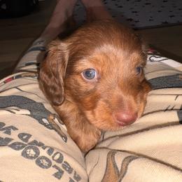 Chocolate - Chocolate and tan male Dachshund puppy in Cooper, Texas from Sassy Kat’s Dachshunds