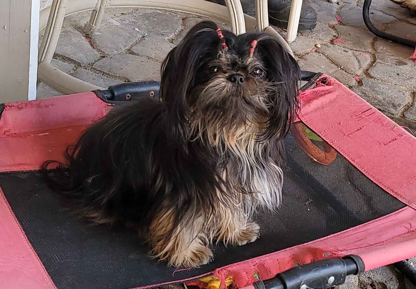 Minty - Shih Tzu