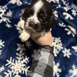Mira - Brown white and tan female Cocker Spaniel puppy in Bliss, New York from AK Another Shot Kennel