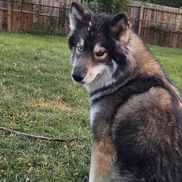 Siberian Huskies from Wild Hunt Huskies
