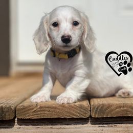 Duke - Cream male Dachshund puppy in Nashville, Arkansas from Cuddles n Curls